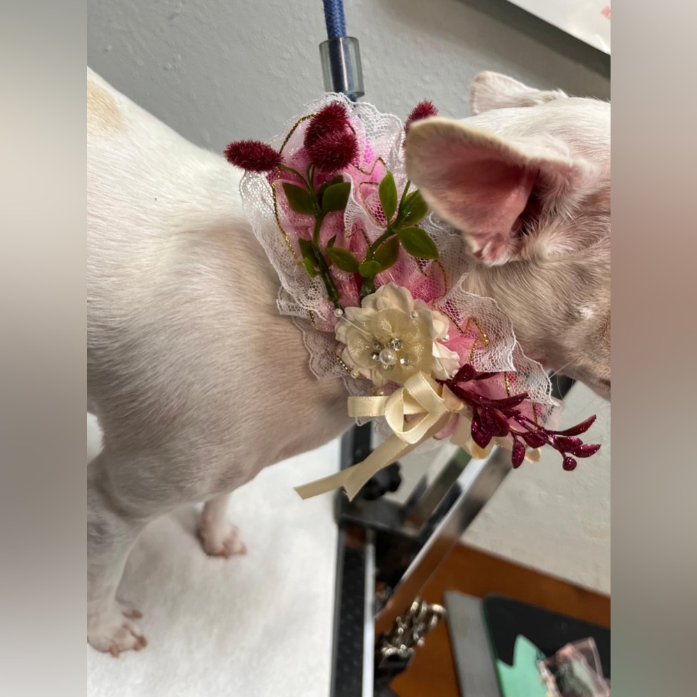 Floral Dog Collar with Lace and Ribbon